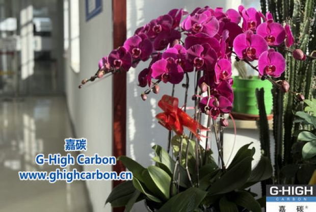 蝴蝶蘭綻活力，政企情暖新春