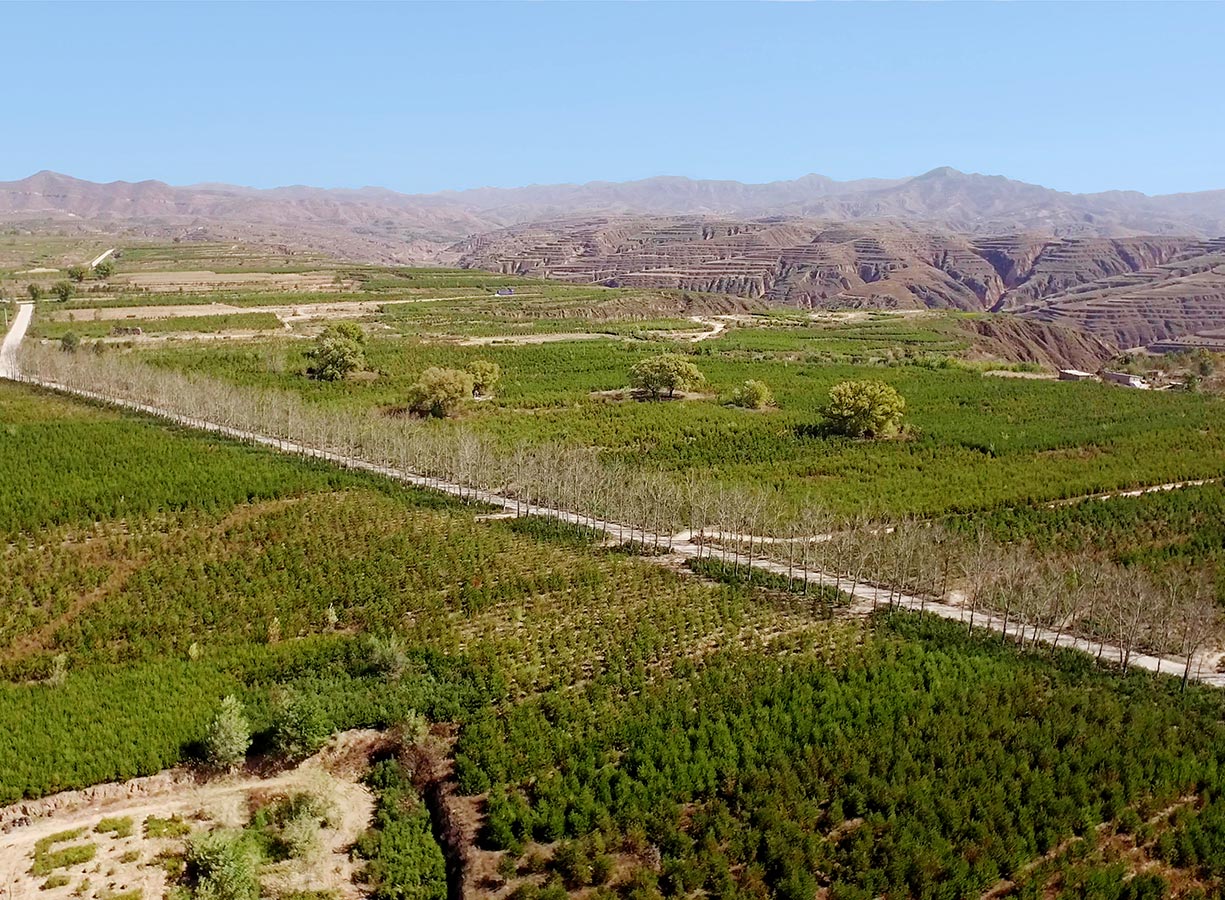 康培婁煩苗木基地